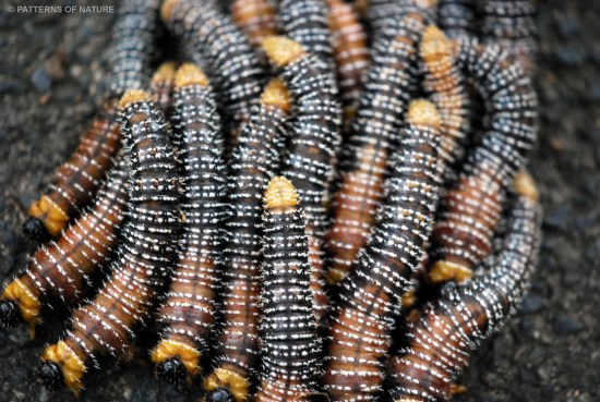 Caterpillar 2
