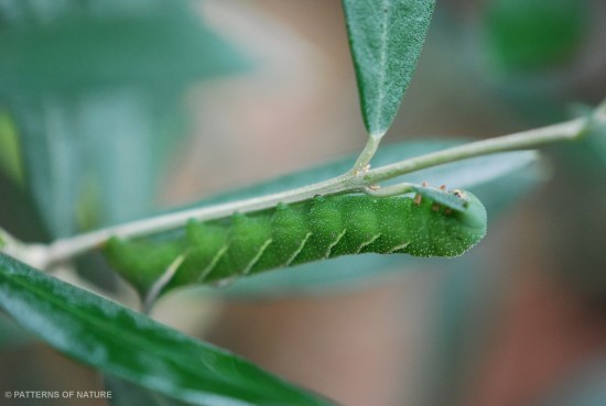 Caterpillar 3