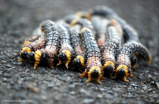 Caterpillar 3