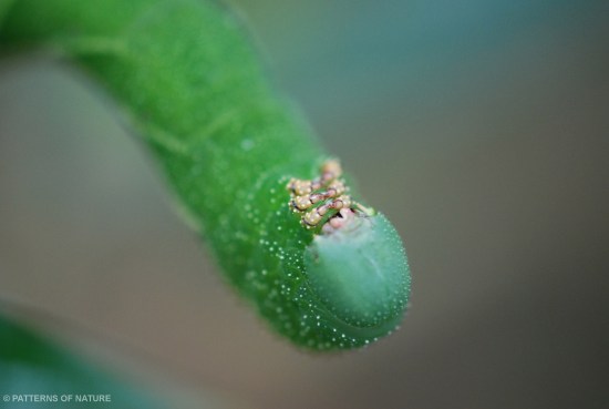 Caterpillar 4
