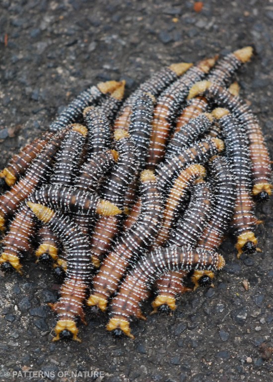 Caterpillar 4