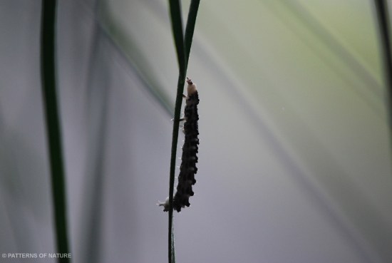 Caterpillar 5