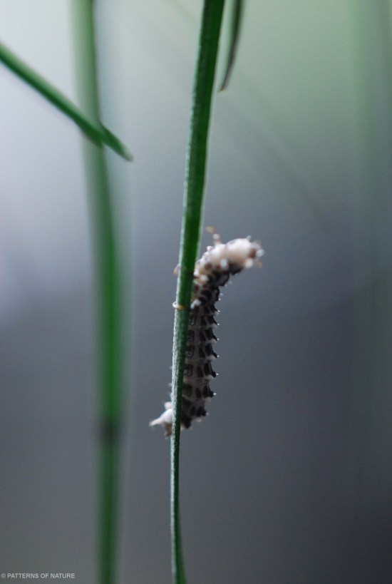 Caterpillar 6
