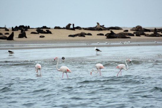 africa_namibia_walvis_bay_cape_fur_seals_pink_greater_lesser_flamingoes