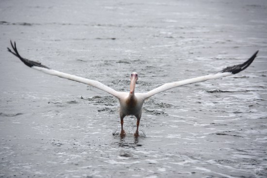 namibia_africa_walvis_bay_swakopmund_african_pelican_flying