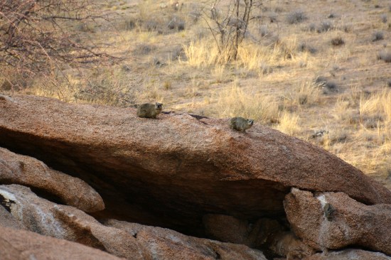 spitzkoppe_namibia_africa_granite_rock_outcrop_boulder_rock_dassie_hyrax