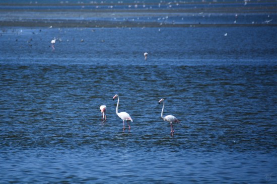 walvis_bay_namibia_africa_flamingoes_long_legs_pink_birds_lesser_greater_flamingo