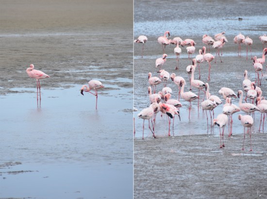 walvis_bay_namibia_africa_flamingoes_long_legs_pink_birds_lesser_greater_flamingo_salt_flat_reflection