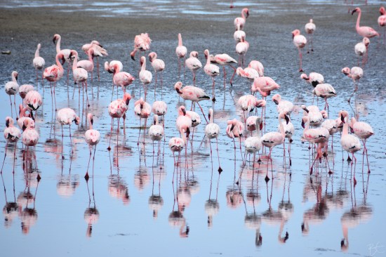 walvis_bay_namibia_africa_flamingoes_pink_birds_lesser_greater_flamingo_salt_flat_reflection