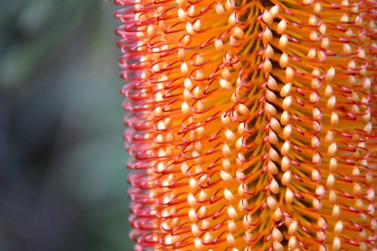 australian_national_botanic_gardens_banksia_spinuloas_collina_red_orange_flower