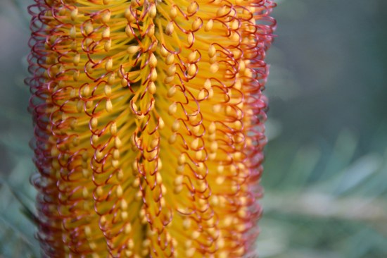 australian_national_botanic_gardens_banksia_spinuloas_collina_red_orange_flower_3