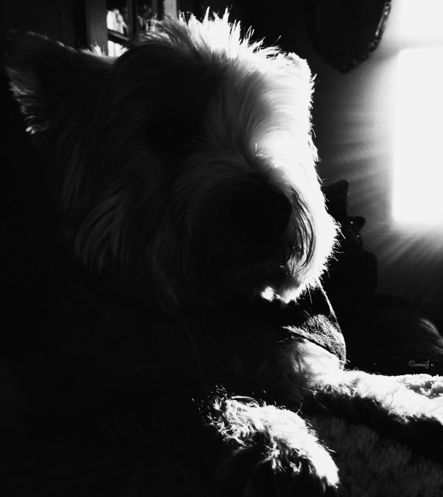 Myfie silhouette