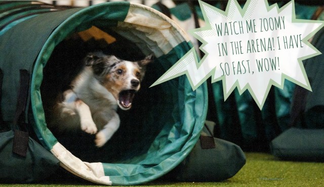 Crufts2014_JS_8108