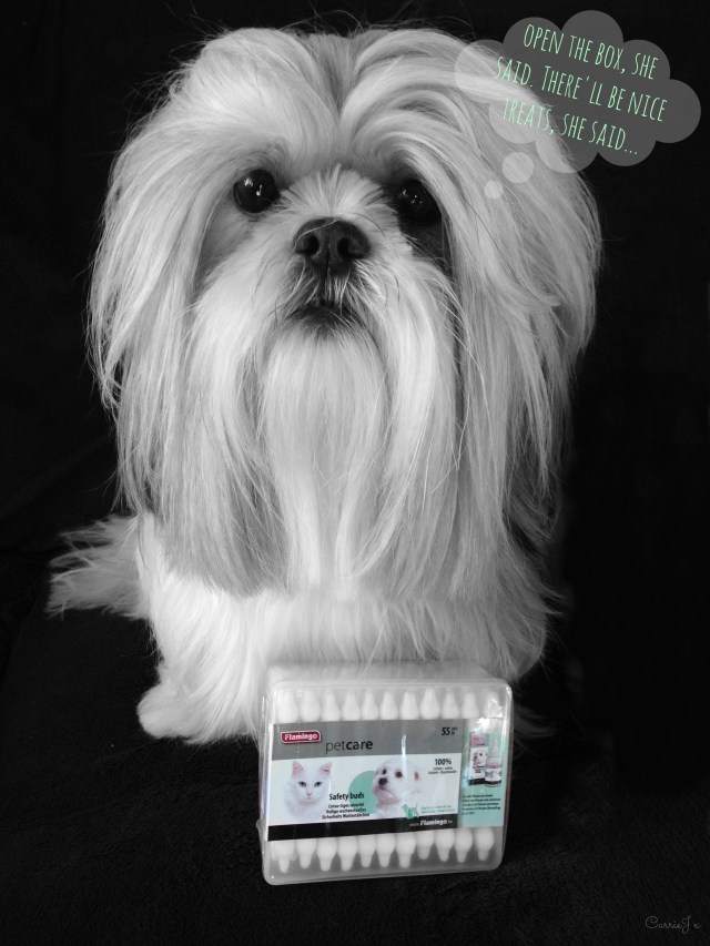 millie earbuds pawsomebox
