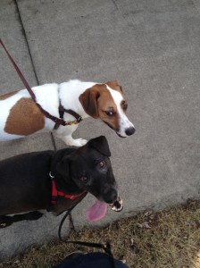 Oops! Sometimes we made mistakes. Here, Trout got way too close to Layla, and began to display whale eye and other signs of tension. We immediately put more distance between the two dogs, and Trout once again relaxed.