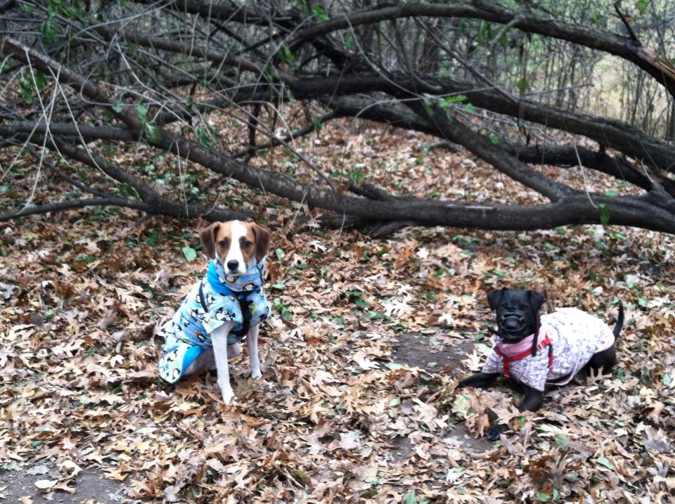 Layla wears her basket muzzle if she's going to be off leash around unfamiliar dogs.