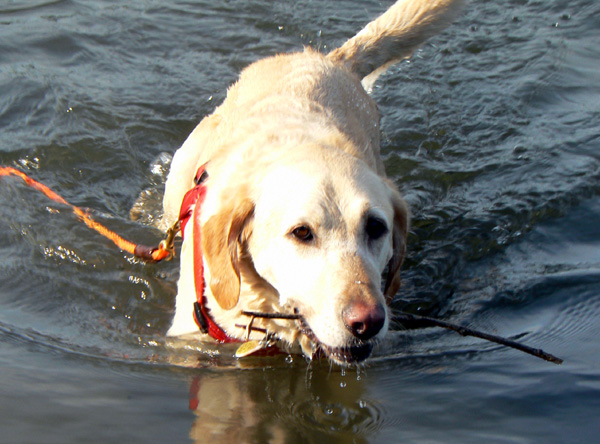swum6