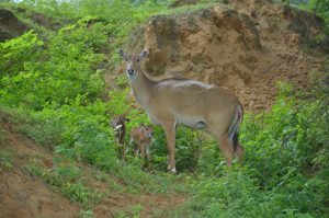 A deer and fawns