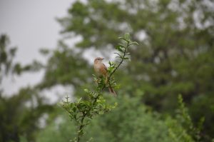 A small bird perched on a leafy branch with a blurred background of green foliage.