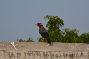 A bird with striking orange markings on its face and beak perched on a concrete structure with a blurred background of green foliage and a clear sky.