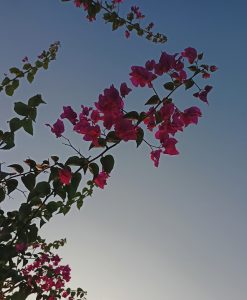 Pink bougainvillea flowers against a clear blue sky, with green leaves visible on the branches.
