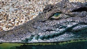Alligator
