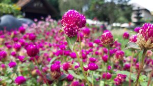 Photo of flowers in Lembang, West Java