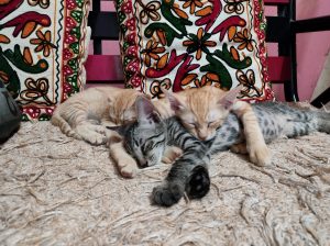 3 kittens sleeping one above the other on the swing.