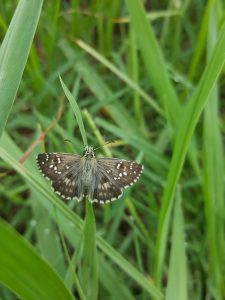 Gray butterfly on the green meadow.