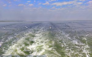 Teknaf to Saint Martin seascape from a boat, water wake trails as Black Winged Gulls soar above looking for food. To the left there a is small boat in the distance and a mountain on the horizon.