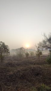 A sunrise over a misty landscape with sparse vegetation and dry branches in the foreground, and the sun casting a warm glow in the hazy sky.