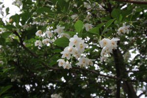 Japanese snowbell, Styrax japonica