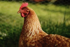 A close-up of a free-range red hen, seen in profile, with detailed reddish-brown plumage and a bright red comb. The background shows a blurred chain-link fence and green grass, evoking a natural, rural environment.