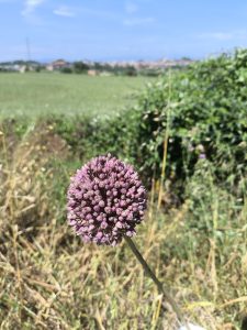 A close-up of a purple flower with green leaves and open fields under a clear blue sky in Catalonia, Spain.
