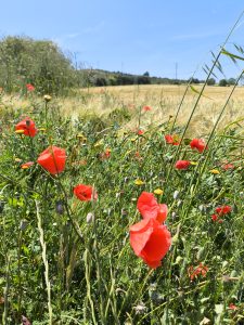 A bright field of red poppies and green plants under a clear blue sky in Catalonia, Spain