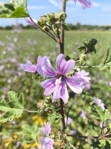 Wild flowers in May, Catalonia, Spain. Closeup of a pink and purple flower.