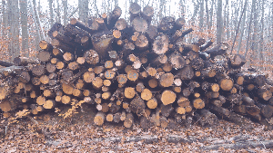 A 3D (sort of) gif I made. Photos taken in the woods near Versailles.