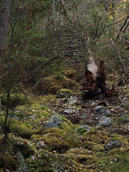 uvbgt_fallentree