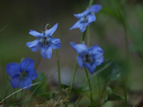 blommor_090512 blommor_090512