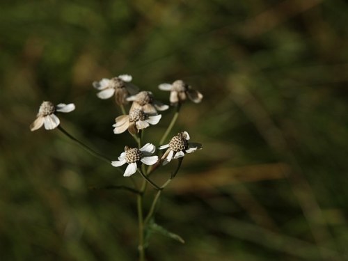 gronasen_8 gronasen_8