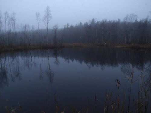 dammen_nov_1 dammen_nov_1