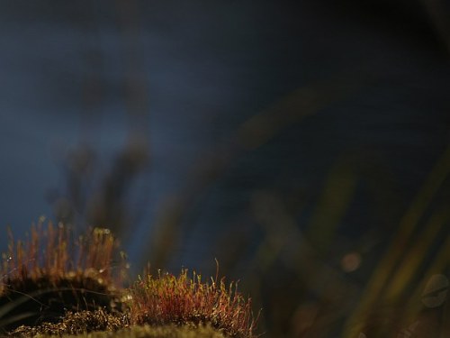 stubben_vid_aan