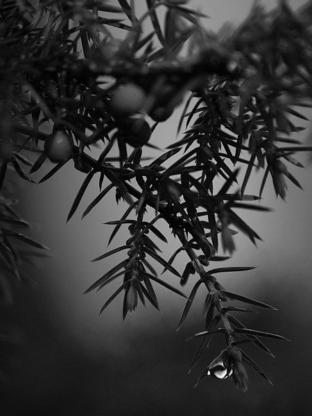 en_bw