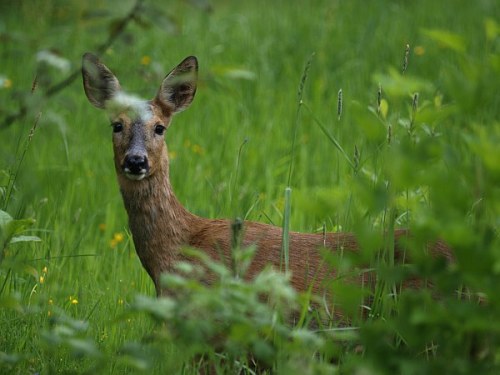 nyfiken_get_20100620