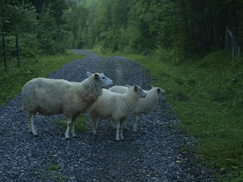 sheep_rikkenstorp