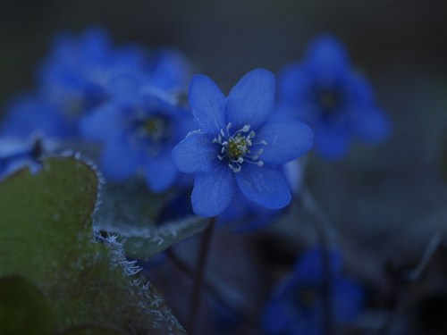 liverleaf_20110415_01