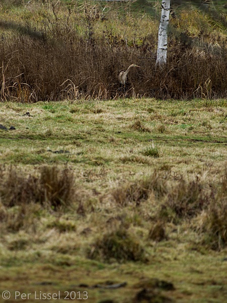 purpurhager1_600px_101113