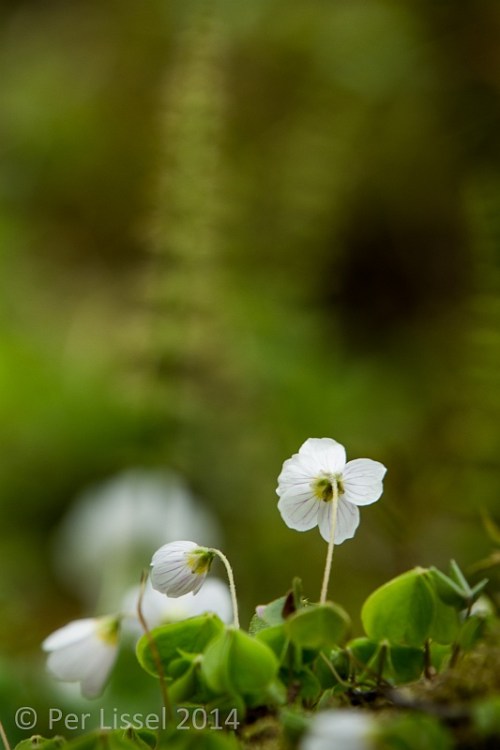 harsyra_20140504