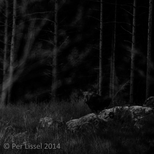 moose_bw_2-20140503