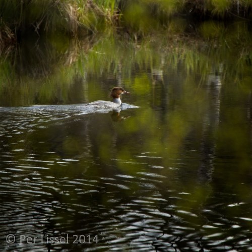 skrake_1_20140510